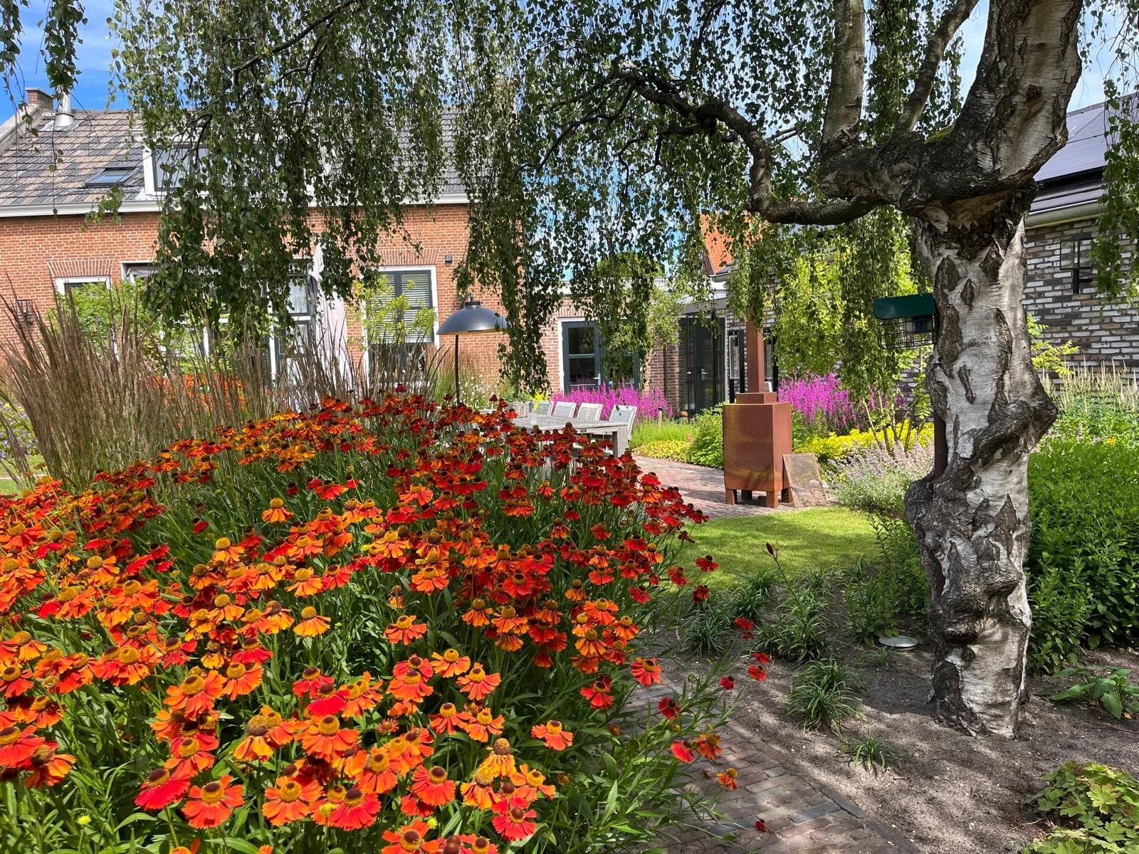 Oranje helenium onder een berk in een tuin van Diemel in Den Haag
