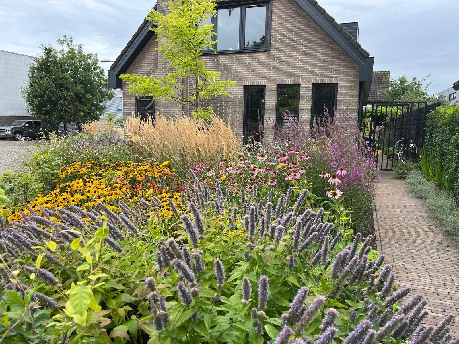 Een prairieborder met rudbeckia, agastache en siergras voor een woning in Wateringen, een paar jaar na de aanleg