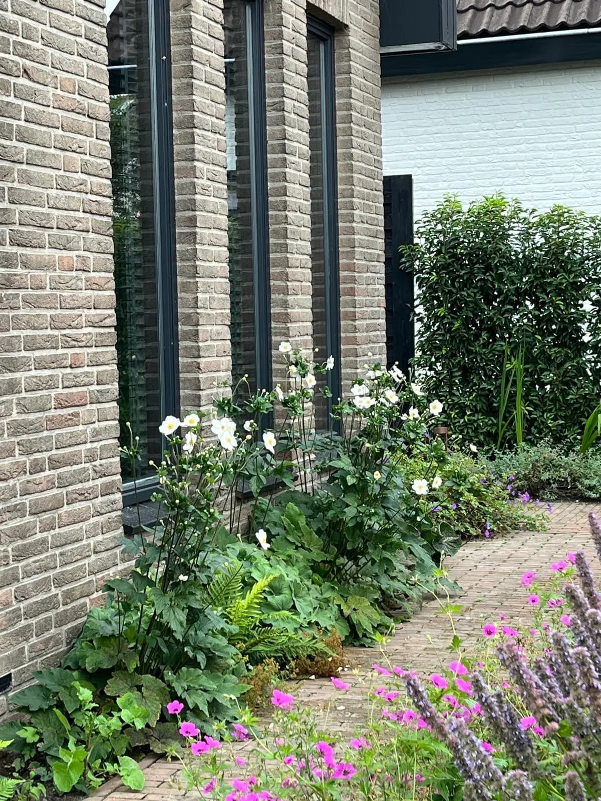 Witte anemonen en roze geraniums langs de gevel
