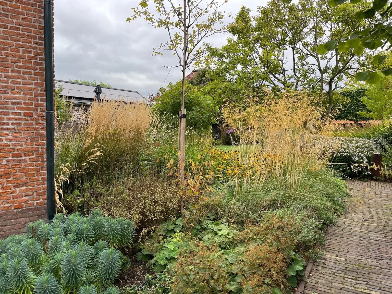 Pad tussen siergrassen en vaste planten, met een jonge boom