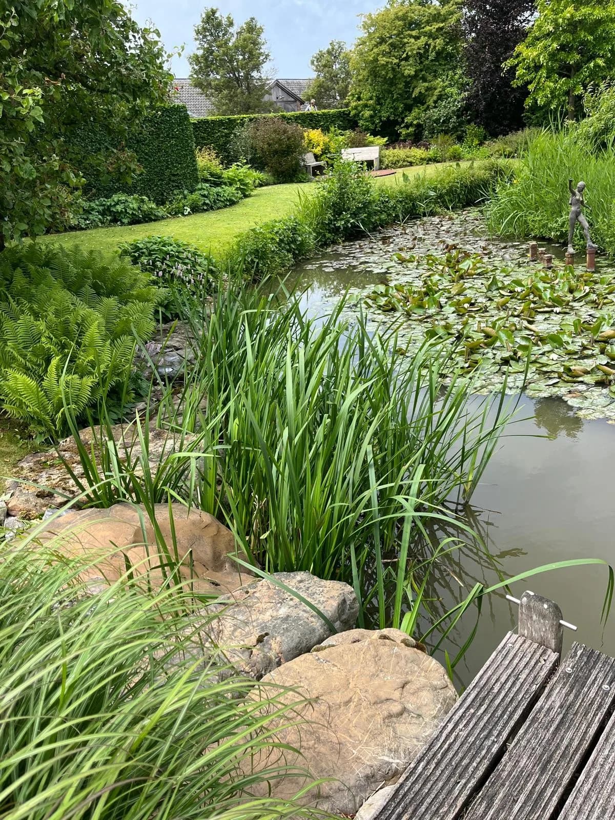 Vijver met waterlelies, oeverplanten en een houten steiger