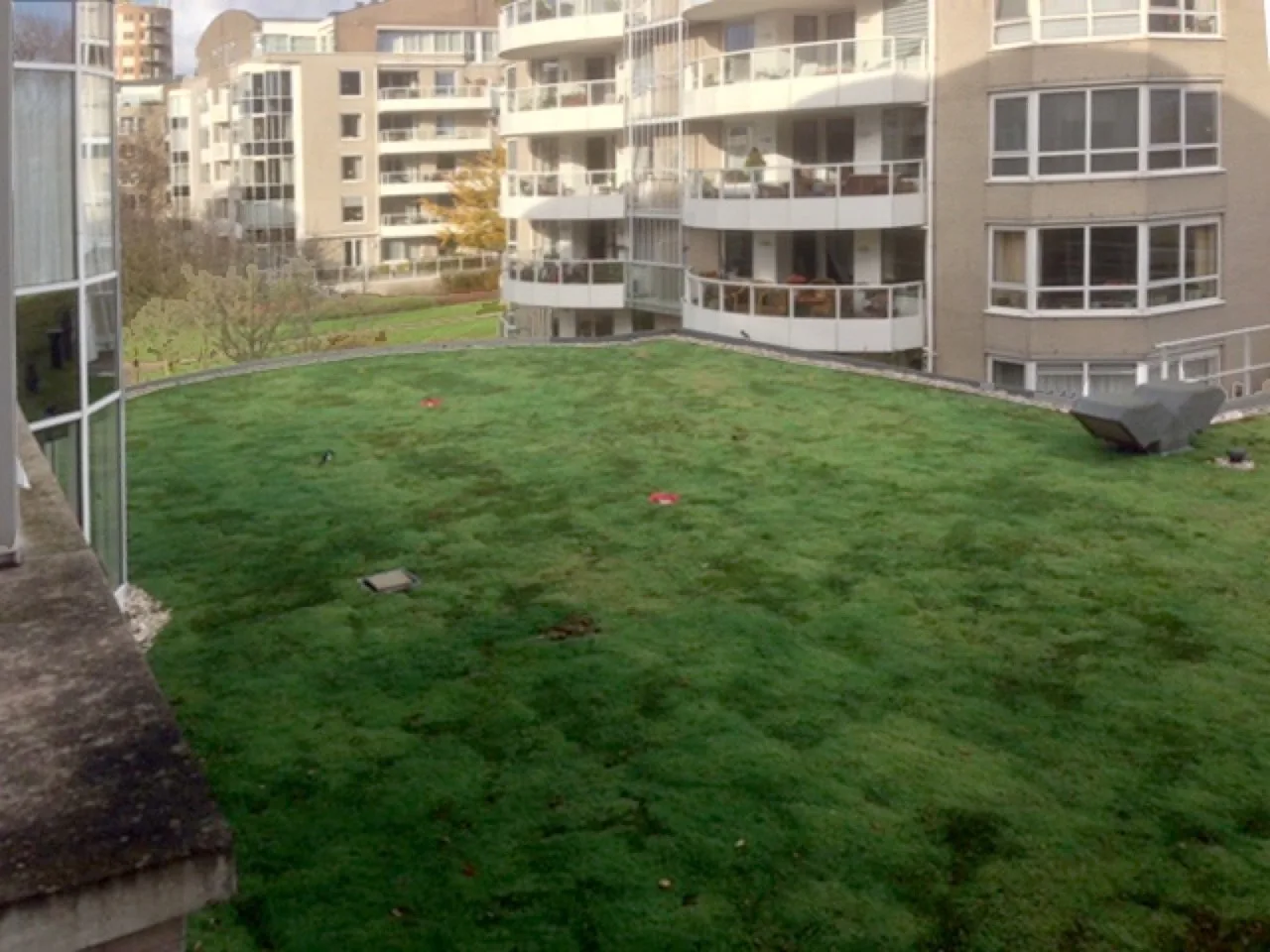 De sedummatten op het dak in Voorburg, aangevuld met pluggen voor meer diversiteit