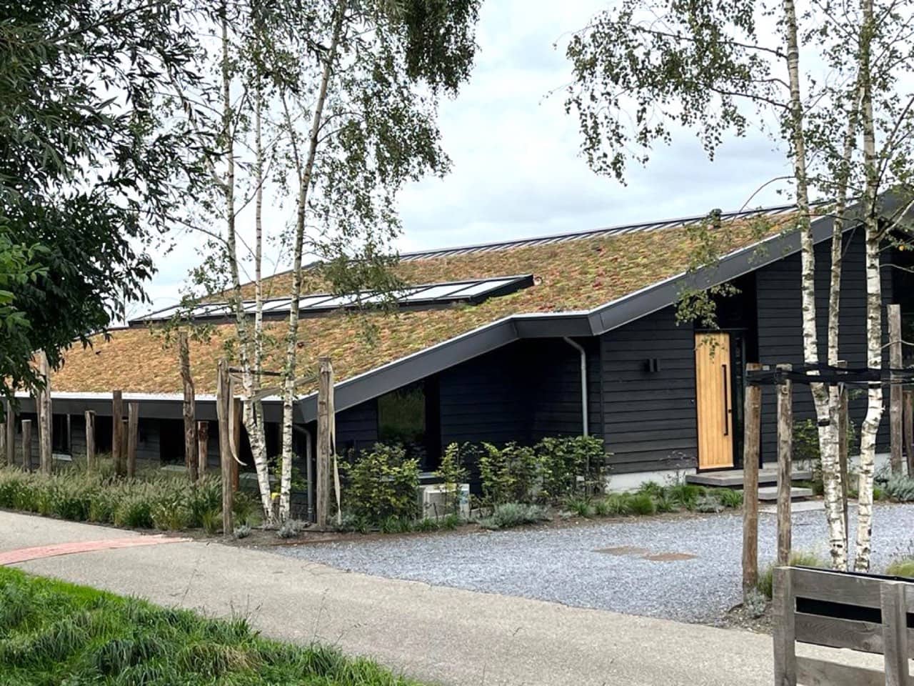 Groendak met sedum op een woning in Midden-Delfland, met berken ervoor