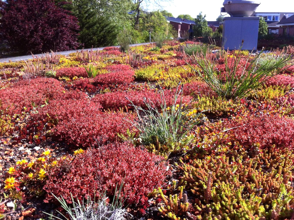 Daktuin met sedum en kruiden