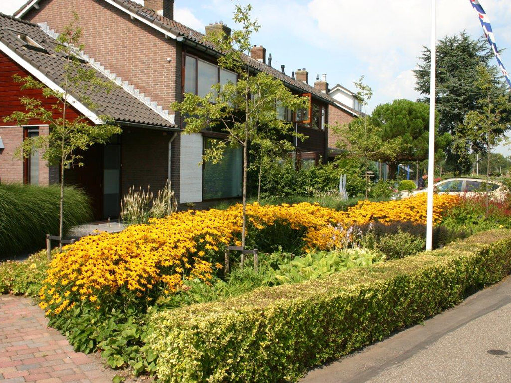 De gele golvende band van Rudbeckia geeft een groot gedeelte van het jaar structuur aan de beplanting van de voortuin